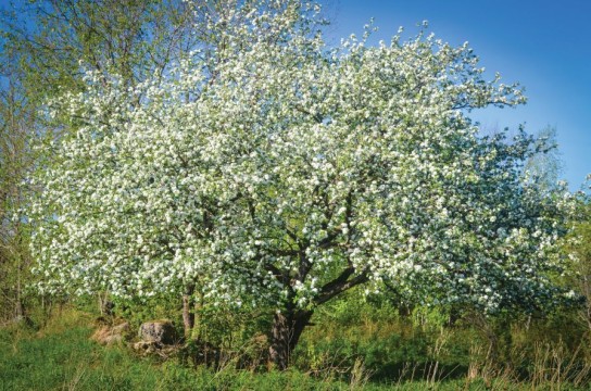 Franklin Cider Apple Tree In Bloom