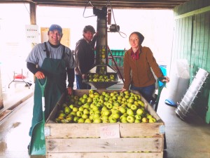 Apple Knocker Hard Cider