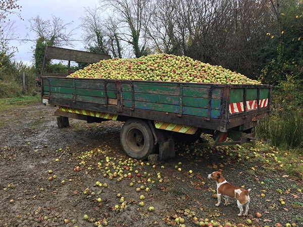 Longueville House Apples