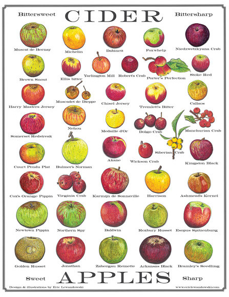 Cider Apples Poster by Eric Lewandowski