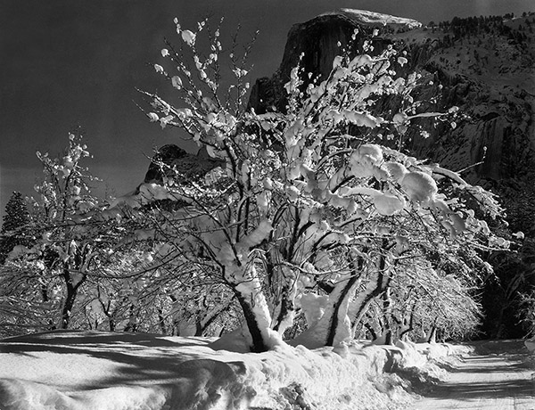 Half Dome, Apple Orchard, Yosemite