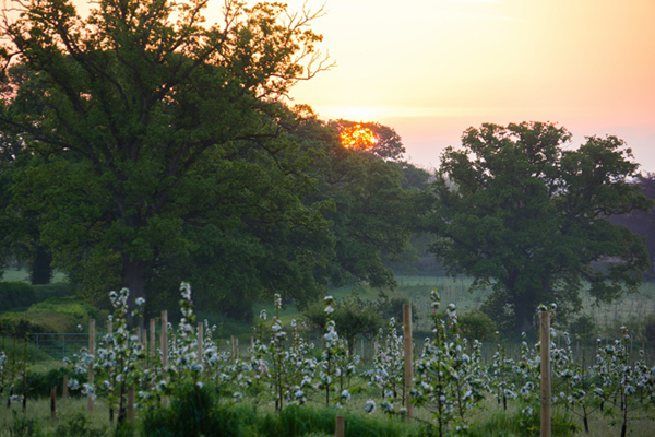 Sunrise Cider Celebration