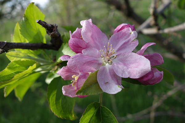 Scarlet Surprise Apple Blossom