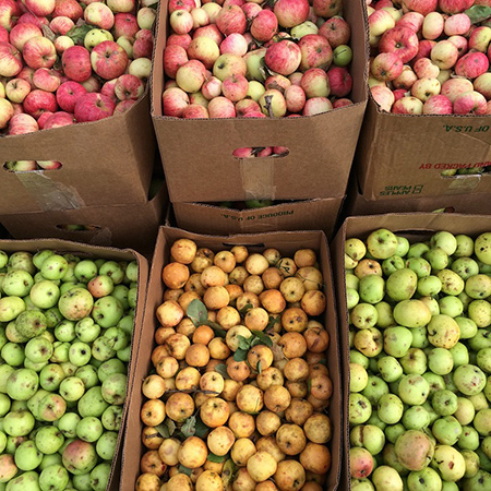 Catskills Feral Apples